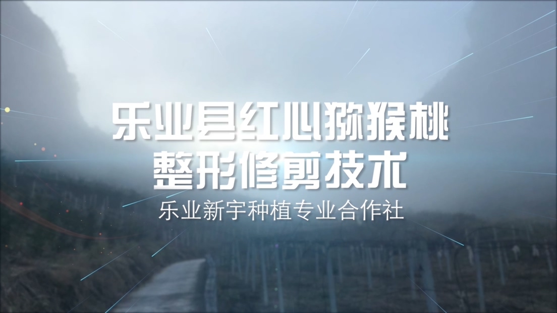 乐业县红心猕猴桃整形修剪技术